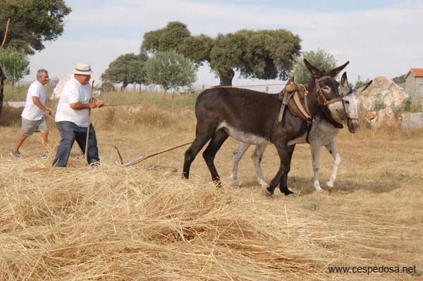 Cespedosa-Fiesta-Trilla-029