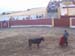 Fiestas04_001